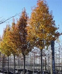 Gli alberi di via Ghidiglia