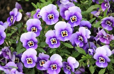 Il posto delle Viole - valorizzazione di manufatti architettonici nel Parco Ducale